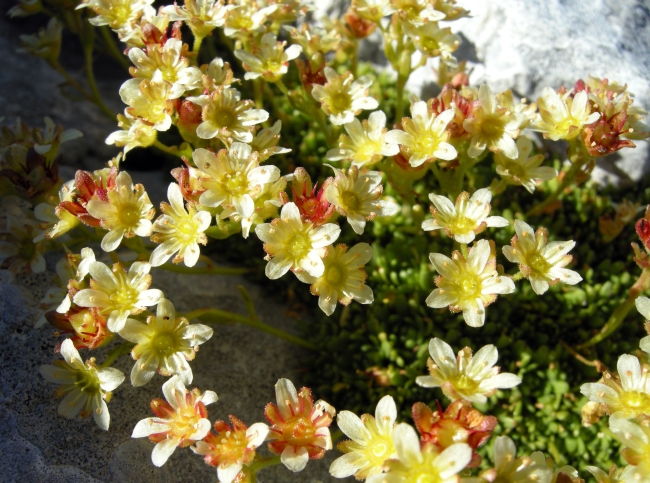 Saxifraga exarata subsp. ampullacea /  Sassifraga del Gran Sasso